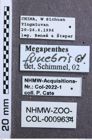 Etikett zu Priopus beauchenei (Platia & Schimmel, 2004)